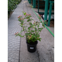 Звіробій (Hypericum) купить