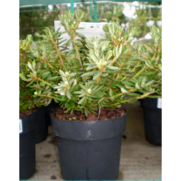 Багно (Ledum palustre) купить