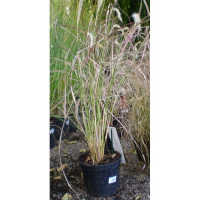 Пеннісетум купить