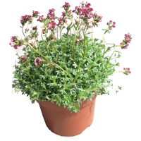 Саксифрага (Камняломка) купить