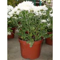 Хризантема купить