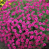 Хризантема купить