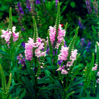 Фізостегія купить