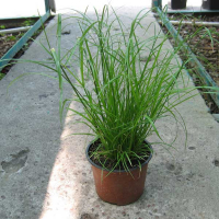 Циперус купить