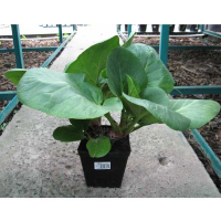 Бергения кордифолия (Бадан) купить