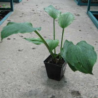 Хоста купить