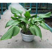 Хоста купить