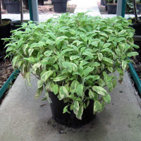 Шавлія купить