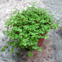 Солейролія купить