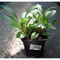 Астра альпійська купить