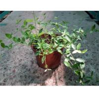 Барвінок Мinor купить