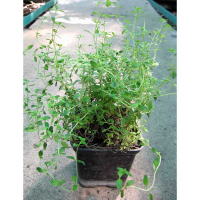 Чебрець купить