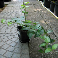 Барвінок купить