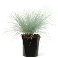 Фестука (Овсяниця) купить