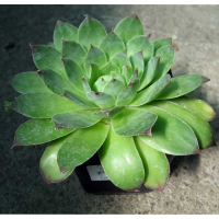 Ґрунтопокривні купить