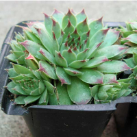 Семпервівум – 10п. купить