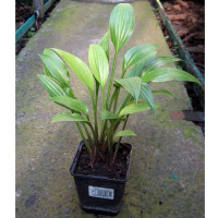 Хоста купить