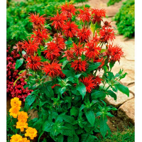 Монарда купить