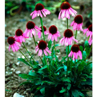 Ехінацея пурпурна мікс купить