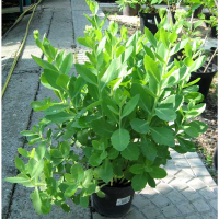 Очиток (Сідум) купить