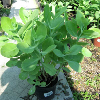 Очиток (Сідум) купить