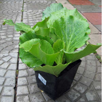 Бергенія кордифолія (Бадан) 1,5л купить