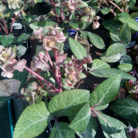 Морозник lividus pink купить