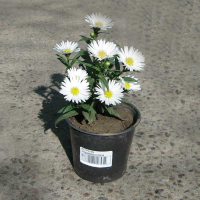 Астра купить