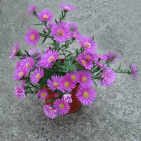 Астра купить