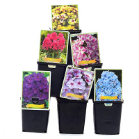 Флокс Paniculata mix купить