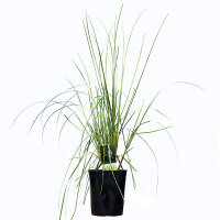 Кортадерія, пампасна трава купить