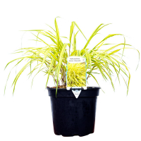 Золотий японський ліс камінь (трава) купить