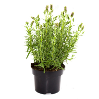 Лаванда Snowman купить