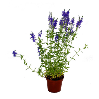 Лаванда стэхадская Anouk dark purple купить