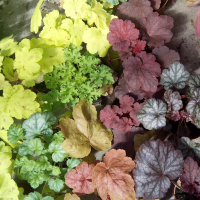 Гейхера в асортименті (Heuhera) купить