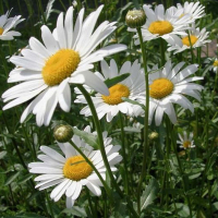 Ромашка низькоросла купить