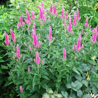 Вероніка колосова купить