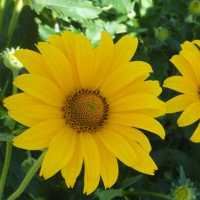 Ромашка микс купить