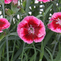 Гвоздика Diantica Raspberry Cream купить