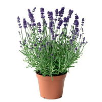 Лаванда вузьколиста Essence Purple купить