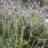 Лаванда вузьколиста Silver Mist купить