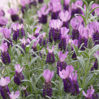 Лаванда Стехадська Anouk купить