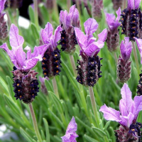 Лаванда стэхадская Anouk Dark Purple купить