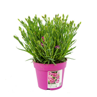 Діантус Pink Kisses купить