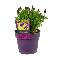 Лаванда Стехадська мікс купить