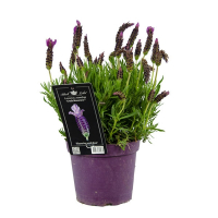 Лаванда Стехадська Greek Mountain купить