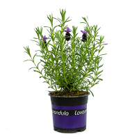 Лаванда Стехадська Devon Compacta купить