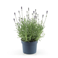 Лаванда вузьколиста Мюнстед купить