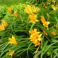 Лилейник 1,5 л купить