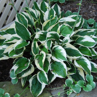 Хоста Patriot купить